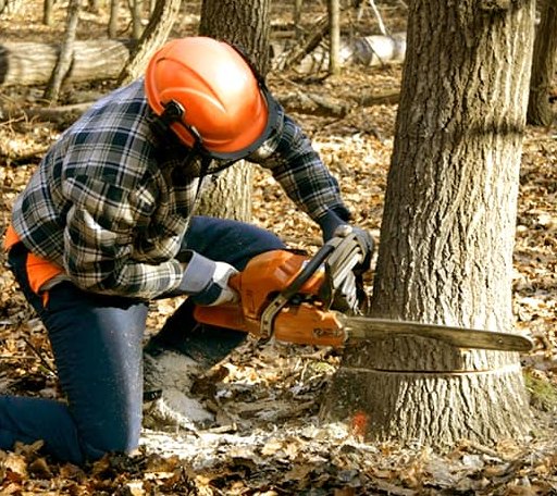 Tree Removal in Levant, KS
